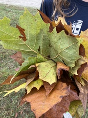 Platanus