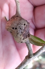 Callirhytis quercusbatatoides
