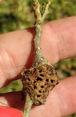 Callirhytis quercusbatatoides