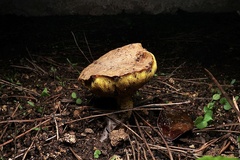 Suillus collinitus