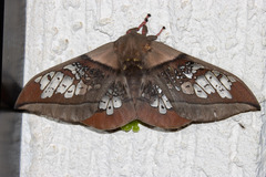 Neorcarnegia basirei