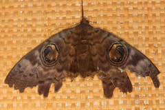 Erebus walkeri