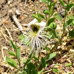 Capparis spinosa