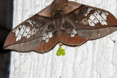 Neorcarnegia basirei