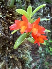 Fernandezia