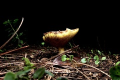 Suillus collinitus