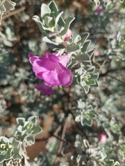 Leucophyllum