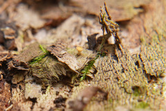 Crocicreas coronatum