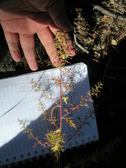 Dysphania graveolens