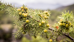 Juniperus deltoides