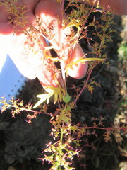 Dysphania graveolens