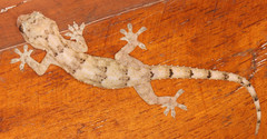 Hemidactylus mercatorius