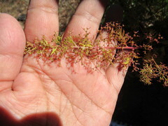 Dysphania graveolens