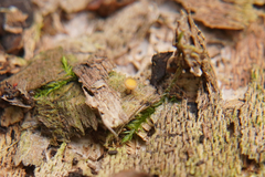 Crocicreas coronatum