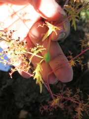 Dysphania graveolens