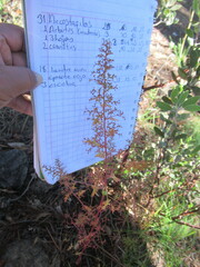 Dysphania graveolens