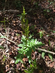 Sceptridium biternatum