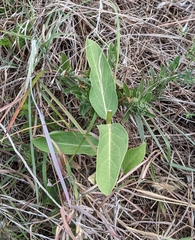 Asclepias viridis