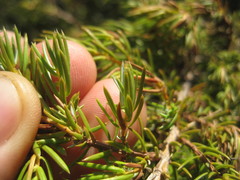 Juniperus communis communis
