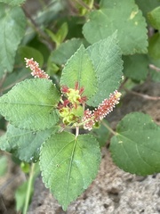 Acalypha californica