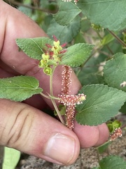 Acalypha californica