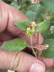 Acalypha californica
