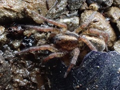 Arctosa fulvolineata