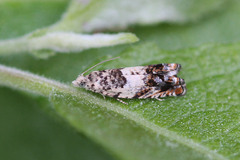 Epinotia subocellana