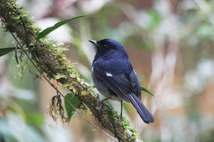 Copsychus albospecularis