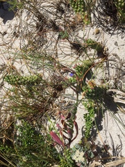 Euphorbia caput-medusae