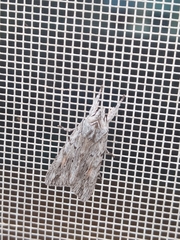 Lithophane leautieri