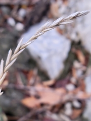 Elymus repens