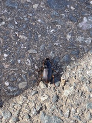 Harpalus pensylvanicus