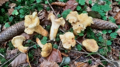 Cantharellus amethysteus