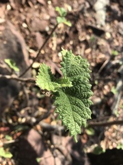 Obetia tenax