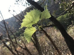 Obetia tenax
