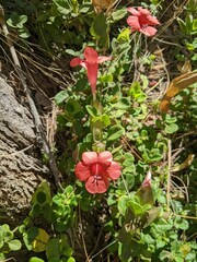 Barleria repens