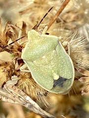 Chlorochroa uhleri