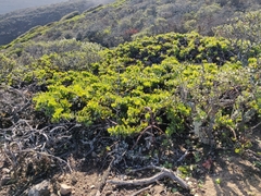 Arctostaphylos imbricata