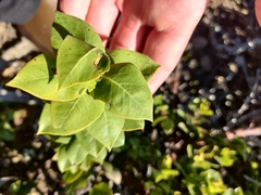 Arctostaphylos imbricata