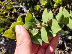 Arctostaphylos imbricata