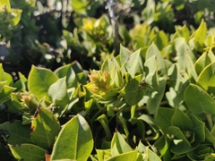 Arctostaphylos imbricata