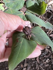 Hypericum grandifolium