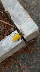 Mecistomela marginata