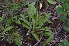 Primula pauciflora