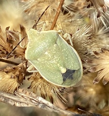Chlorochroa uhleri