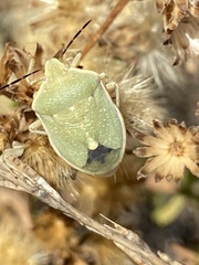 Chlorochroa uhleri