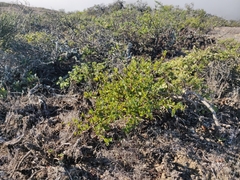 Ceanothus thyrsiflorus