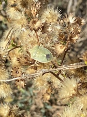 Chlorochroa uhleri
