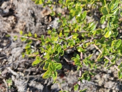 Ceanothus thyrsiflorus